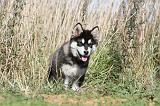 ALASKAN MALAMUTE 028